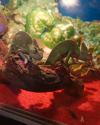Camaleonti calyptratus