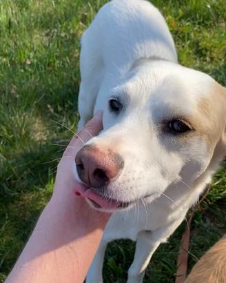 Dolcissima e affettuosa cagnolina