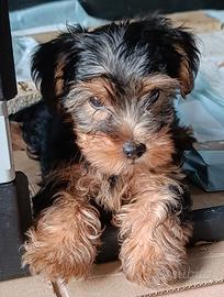 cuccioli jorkshire 