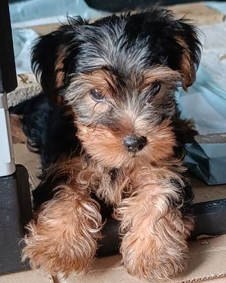 cuccioli jorkshire 