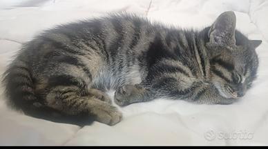 Micetto di due mesi