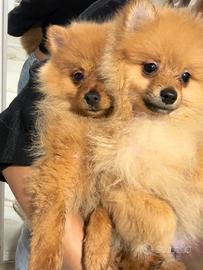 Volpino Spitz tedesco maschio Mini