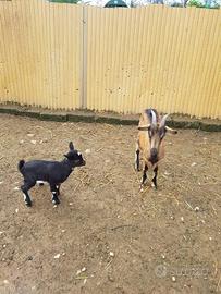 Capra tibetana camosciata con piccola