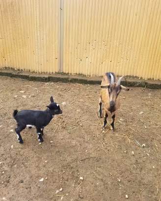 Capra tibetana camosciata con piccola