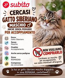 Gatto siberiano da accoppiamento