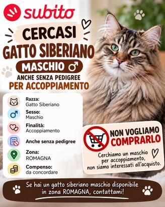Gatto siberiano da accoppiamento