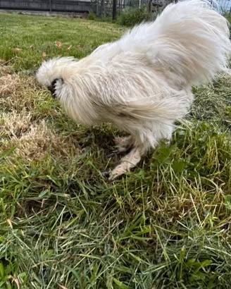 Gallo Moroseta