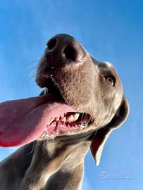 Weimaraner per monte