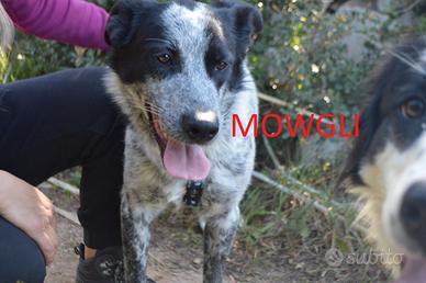 Mowgli un cucciolo cresciuto in canile
