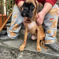 Cucciole boxer