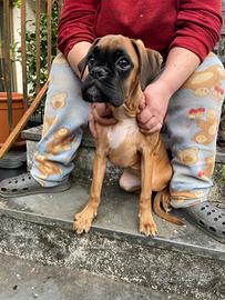 Cucciole boxer