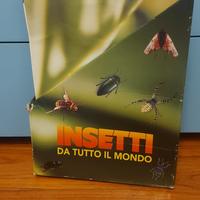 collezione insetti dal mondo