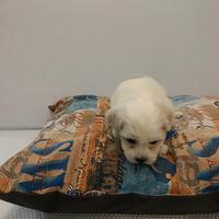 Cuccioli di maltese mini