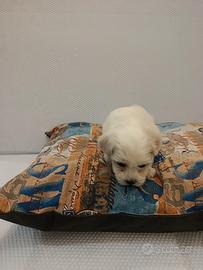 Cuccioli di maltese mini