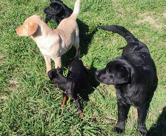 Cuccioli di labrador