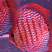Discus ultimi 5