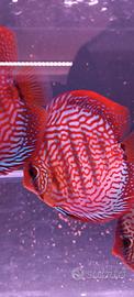 Discus ultimi 5