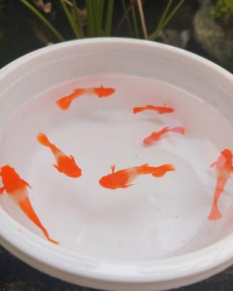 Gupppy Koi
