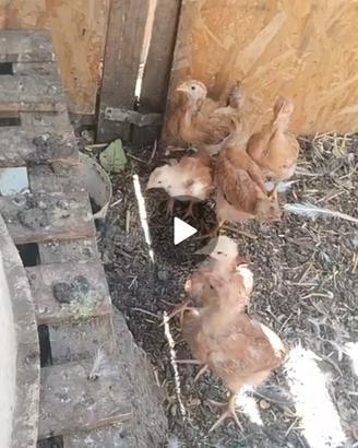 Pulcini maschi e femmine campagnoli pesanti