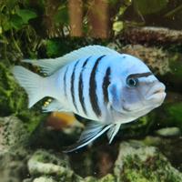 Ciclidi africani del Malawi