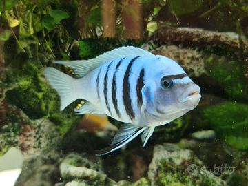 Ciclidi africani del Malawi