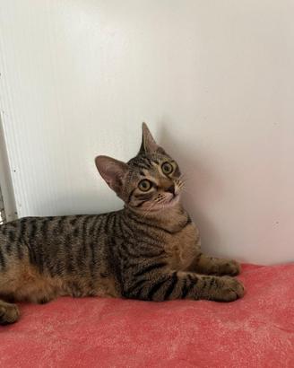 Gattina tigrata in adozione