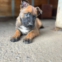 Cuccioli Pastore Belga Malinois