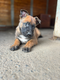 Cuccioli Pastore Belga Malinois