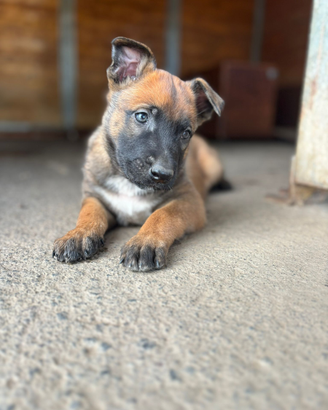 Cuccioli Pastore Belga Malinois