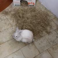 Santa Maria Capua vetere