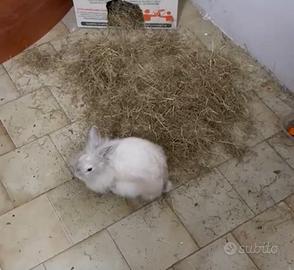 Santa Maria Capua vetere