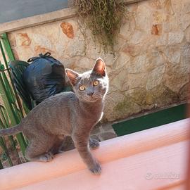 Gattino 4 mesi