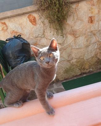 Gattino 4 mesi