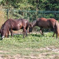Pony