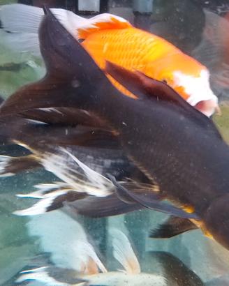 3 Butterfly Koi 28 e 13 cm