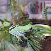 Rana dagli occhi rossi