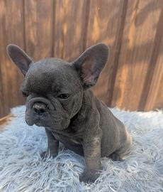 Bulldog francesi blu merle