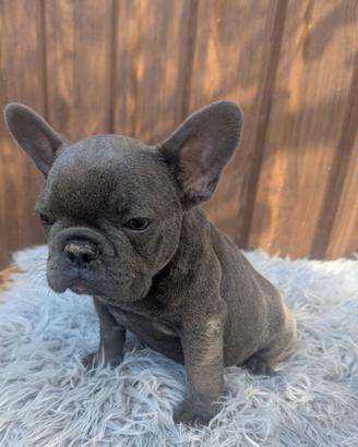 Bulldog francesi blu merle