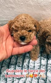 Barboncini i veri barboncini 700