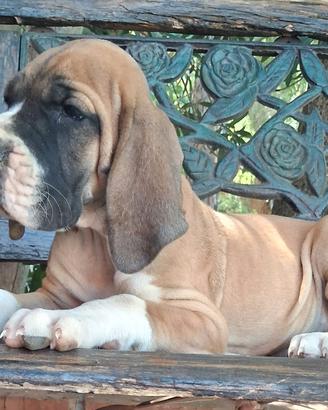 Cucciola di alano mantel-fulva