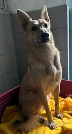 Manuel cagnolino meticcio