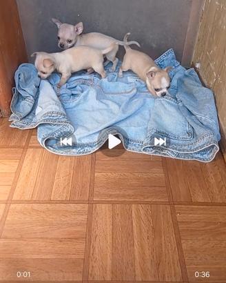 Cihuahua