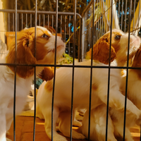 Cavalier King