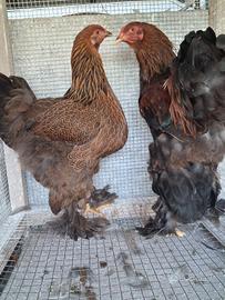 Pollo bramha