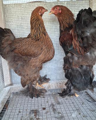 Pollo bramha