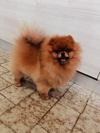 Spitz ACCOPPIAMENTO volpino pomerania TOY orange