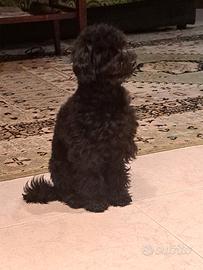 Barboncino Toy nero