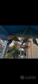 Inseparabili
