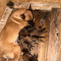 Cuccioli di pastore belga malinois