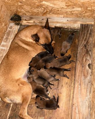 Cuccioli di pastore belga malinois